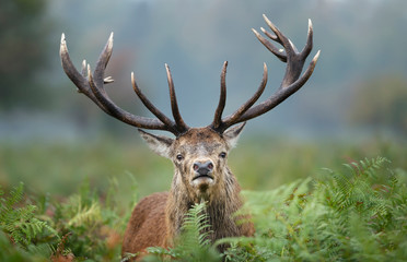 Fototapeta premium Red deer stag during rutting season in autumn