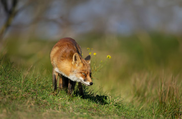 Red fox standing in the meadow