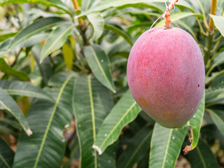 沖縄県 宮古島 マンゴー