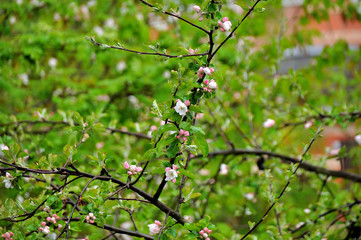 My observations of nature in the spring time period