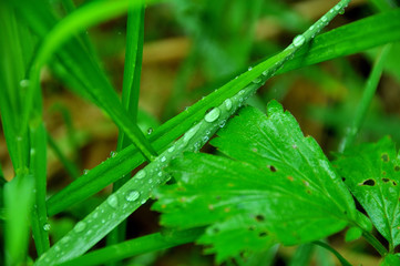 My observations of nature in the spring time period