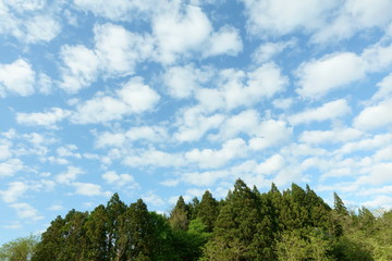 林と青空と雲