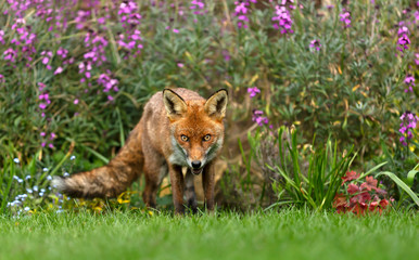 Close up of a red fox in an urban garden