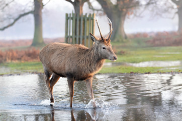 Close-up of a red deer crossing a stream of water