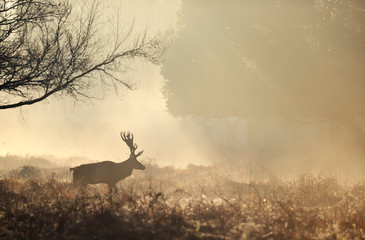 Naklejka na ściany i meble Close up of a Red deer walking at sunrise
