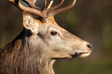 Portrait of a red deer stag against green background