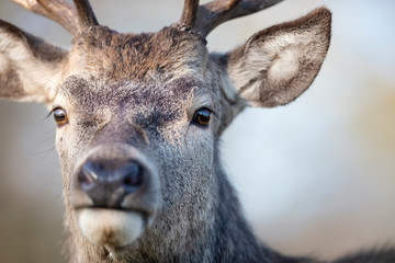 Portrait of a red deer stag against clear background