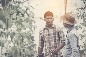 Agronomist with farmer looking produce to quality of product in farm plant
