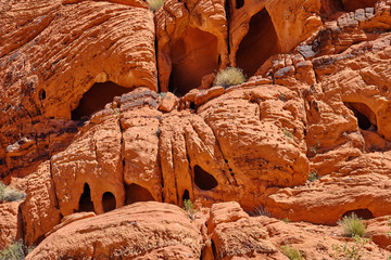 Eroded cliffs and growing wildflowers in the Nevada Desert