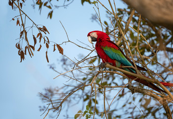 Red-and-green macaw perched on a tree branch
