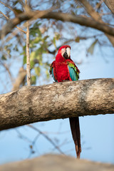 Red-and-green macaw perched on a tree