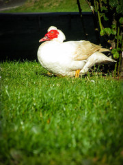 Muscovy duck sunbathing on grass by the Meander River. It is a large duck species. It can live in tropical and cooler climates. All Muscovy ducks have long claws on their feet and a wide flat tail