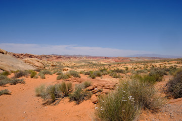 Fototapeta na wymiar Wildflowers bloom in the arid but colorful Nevada desert