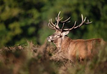 Red deer stag standing in a field of ferns during rutting season