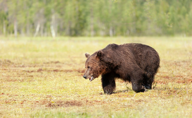 Brown bear male crossing a swamp in summer
