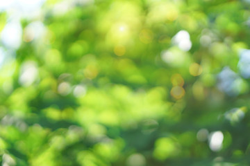 Obraz premium Green bokeh abstract light background