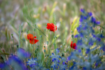Champ de coquelicots en été