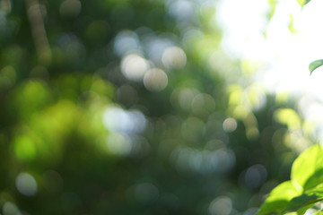 Green bokeh abstract light background