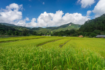 Beautiful rice paddy surrounded by mountains in Chiang Mai province, Thailand