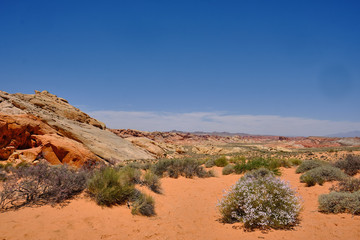 Wildflowers bloom in the arid but colorful Nevada desert