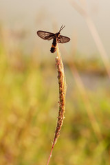 Grass flowers , insect , bug , fly , Flower swarm