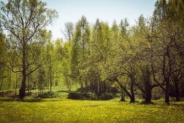 In spring, nature wakes up and the leaves of the trees turn green