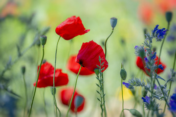 Champ de coquelicots en &eacute;t&eacute;