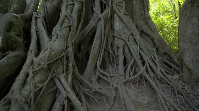 Tilt down shot of tall tree trunk in forest - Luang Phabang, Laos