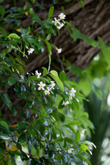 木に絡んだテイカカヅラ