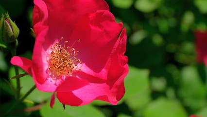 
Rosehip buds in a city park