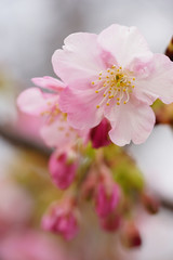 Fototapeta na wymiar 河津桜の花