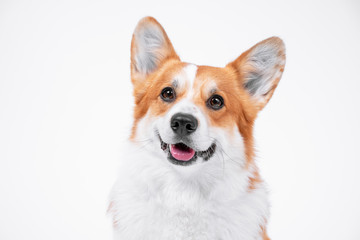 portrait obedient dog (puppy) breed welsh corgi pembroke smiling with tongue on a white background