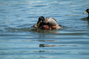 Fototapeta premium A pair of mating mallard ducks