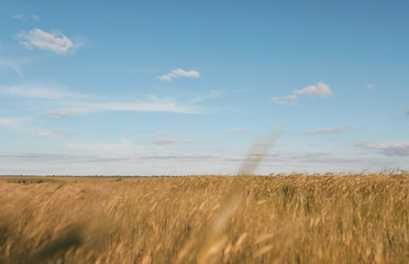 Obraz premium wheat field during summer with blue sky above