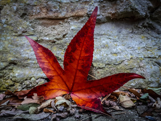 a single red maple leaf