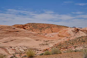 Wild plants and flowers in the colorful Nevada Desert