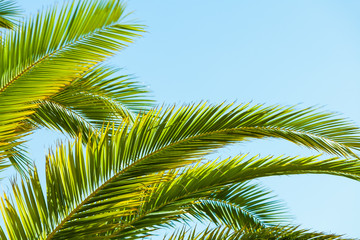 Fototapeta premium Tropical palm leaves close up