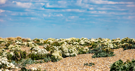 Sea Kale Growing by the Sea