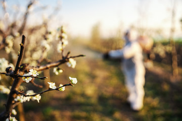 Closeup of branch with blossom of fruit tree.
