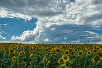 Golden fields of sunflowers. Landscape whit sunflowers and blue sky.
