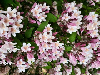pink flowering blossom