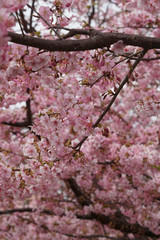 一面の河津桜の花