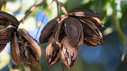 Dried pecan nuts on the tree, autumn in Israel.