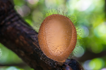 Champagne mushroom Red Close Up of Colorful mushroom or rainforest, Thailand. Select focus...