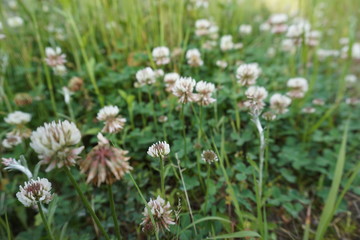 Obraz premium White clovers