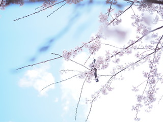 桜の花とひよどり