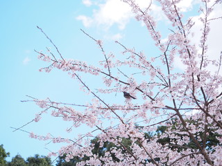 桜の花とひよどり