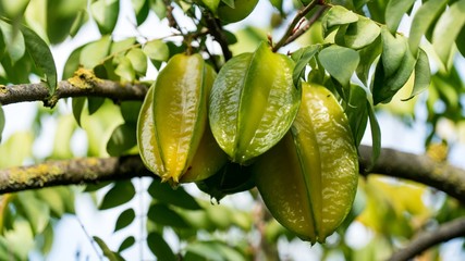 Close-up of Carambola starfruit growing on branch with green leaves, Israel.