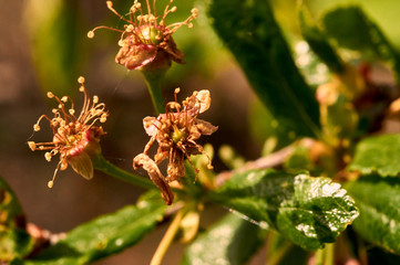 cherries blossom in spring garden