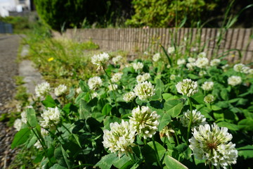 White clovers